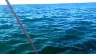 Dolphins