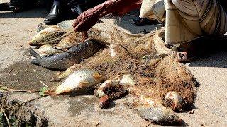 Best Cast Net Fishing Video | Fishing With Cast Net | Natural Fishing BD