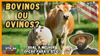 CRIAR GADO OU OVELHAS NO SITIO QUAL O MELHOR? | VIDA NA AMERICA