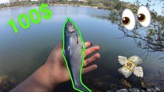 BIG SWIMBAIT FISHING IN LOCAL POND