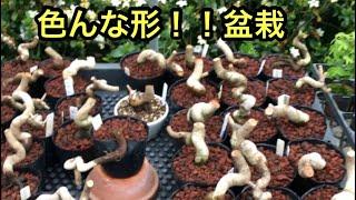 [Rare small bonsai / grass] Zumi red fruit bonsai / Yakushima Susuki / Himeitadori / grass / Himebik