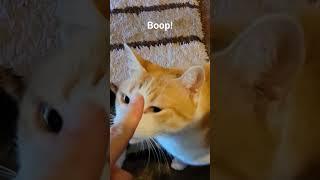Claus gets Booped! (TC)