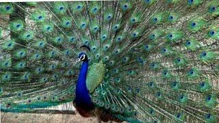 Indian peacock flying | Beautiful Blue Peacock in India | Reenas green home