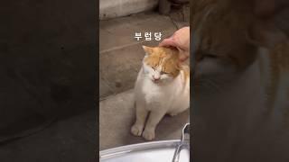 나만 없어 고양이_ 꾹꾹이 신기하다#shorts #short