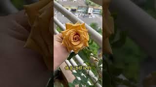 养花的乐趣是什么？花友们，你们说呢？爱生活爱养花 我的花花草草 我的阳台小花园 好看的花一定要分享给你 花卉绿植