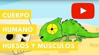 Cuerpo humano: Huesos y músculos | Camaleón