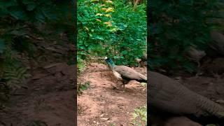 #peacock #funny #birds #comedy #cute #peacocking