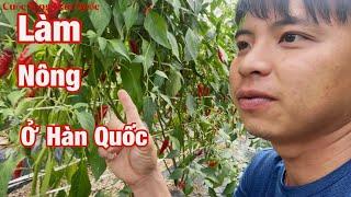 Làm Nông Ở Hàn Quốc Thế Nào | Sinh Vlog - Cuộc Sống Hàn Quốc