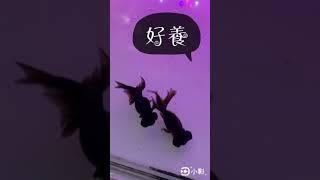 黑牡丹 魚