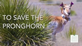 Keeping it Wild: Pronghorn Tracking Collars