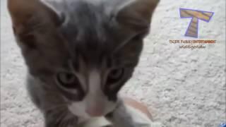 CUTE CAT VIDEO COMPILATION 2016 - Tiger Furry Entertainment