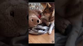 서울에서 온 누리 소식 #강아지#반려견#입양#임보#사지말고입양하세요#dogs#pets#adoption