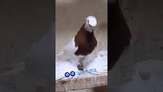 Узбекские голуби Pigeons الحمام Tauben  merpati کبوتر鴿子 ハトkaʙūtar