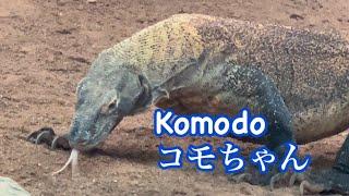 Komodo Dragon, Swims, Diggs, Patrols コモドドラゴン　パトロールしたり　泳いだり　掘ったり忙しいよ🩷🩵ロスアンジェルス動物園