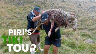 Hunting for Wild Ram and Weka in the Chatham Islands - Piri's Tiki Tour - S1 Ep 7