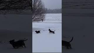 Snow dog #shorts dachshunds playing in the snow