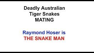 Mating Breeding Tiger Snakes with the Snakeman Raymond Hoser