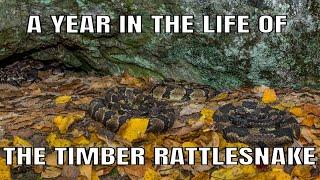 TRAILER : A YEAR IN THE LIFE OF THE TIMBER RATTLESNAKE