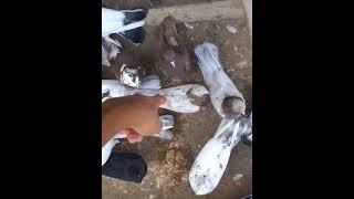 sabirabad quş bazarı 21.8.2022 #quş bazarı #sabirabad bazarı