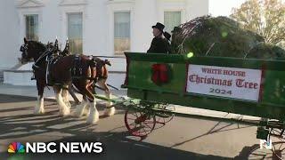 First Lady Jill Biden welcomes Christmas tree from hurricane-ravaged North Carolina