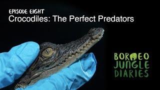 Borneo Jungle Diaries: Episode Eight - Crocodiles: The Perfect Predator [UHD/4K] SZtv