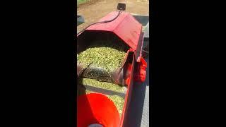 Silage Packing Machine 25kg-50kg - Worlds Best Vacuum Silage Packing Machine  System