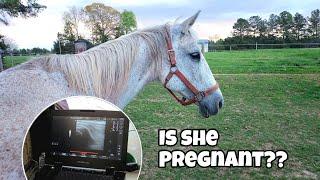 BABY OR NOT?? Auction Mare Vet Visit & NAME Reveal!