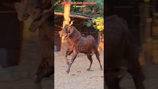 Red Bull Moin Goat Ranch #bakraeid #bakraeid2025 #bakraeidspecial #bakra #goats #trending #biggoats