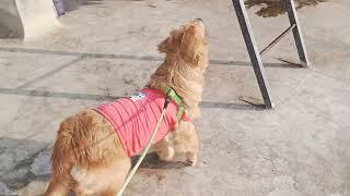 #goldenretriever #nina