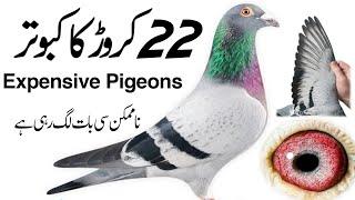 Most expensive racing pigeon (Kabutar) in the world Bolt and Armando || Birds Animals