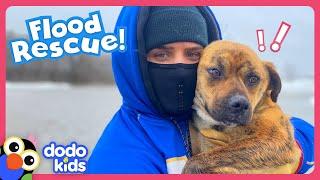 Heroes Run Into Freezing Flood Water To Save A Dog! | Dodo Kids | Rescued!