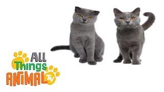 * CATS * | Animals For Kids | All Things Animal TV