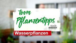 toom Pflanzentipps: Wasserpflanzen | toom Baumarkt