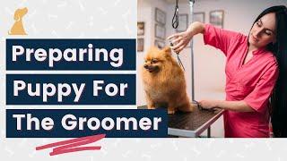 Dog Grooming Tips - Getting Ready for the Groomer