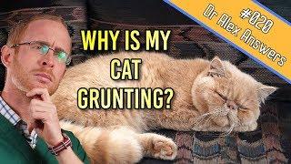 Why Is My Cat Snoring and Grunting? - Dog Health Vet Advice