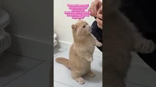 feeding a cat #funny #cute #shorts