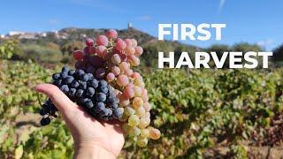 First Grape  Harvest! | Red Wine & White Jeropiga Making | My Central Portugal Farm #40