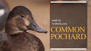 Common Pochard [Aythya Ferina]