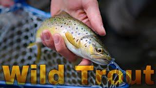 Fly Fishing for Wild Trout in North America (Episode 1)