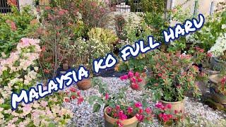 MALAYSIA MA PAINNE FULL HARU DHEROII PRAKAR KO ROIXA & MALAYSIAN FLOWER 