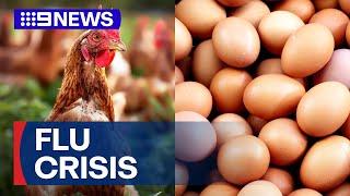Warning over egg prices after bird flu outbreak | 9 News Australia