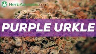 Purple Urkle Marijuana Strain Review - by HerbAdvisors.com