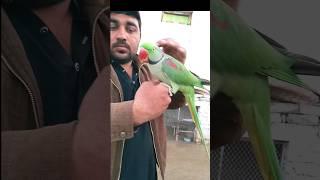 Talking Raw Parrot #shorts #parrot