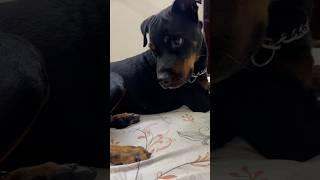 Danger rottweiler  #doglover #rottwiller #dogowner #rotweilerlove #trendingshorts #cuteanimal