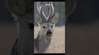 Male Siberian roe deer Самец косули сибирской #wildlife #nature #shorts