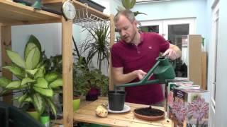 Amateur Gardening: Potting amaryllis bulbs for Christmas blooms