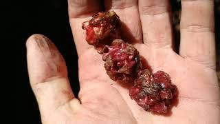 Foraging tasty Earth Figs (Ficus malayana) in Borneo jungle