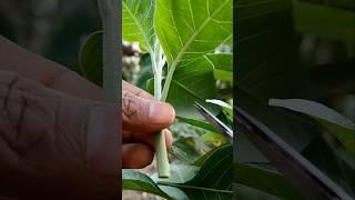 Ashwagandha Grafting #gardening #farming