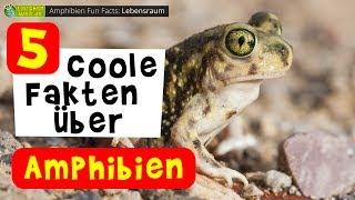 5 coole Tier-Fakten über Amphibien - Frosch, Salamander, Axolotl & Co.