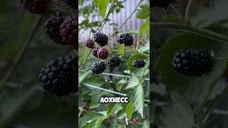 Ежевика Лохнесс | Урожайность и описание сорта #ежевика #лохнесс